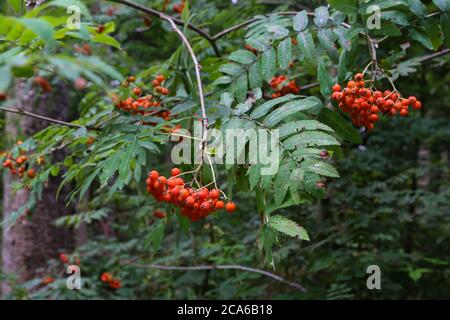 Baies de rowan rouges sur les branches de l'arbre de rowan Banque D'Images