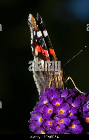Papillon Atalanta sur fleur pourpre de lilas d'été, vu de l'avant, regardant sur le bord de la fleur Banque D'Images