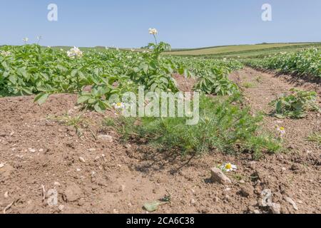 Fleurs Mayweed sans centreur / Tripleurospermum inodorum dans un champ de pommes de terre. Membre d'Asteraceae autrefois utilisé comme plante médicinale dans les remèdes à base de plantes médicinales. Banque D'Images