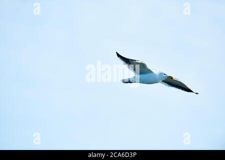 Kelp Gull, Velddriff, Western Cape Banque D'Images