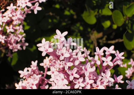 Gros plan des belles fleurs violettes/roses de la petite plante coréenne lilas ou nain lilas, Syringa meyeri Palibin Banque D'Images