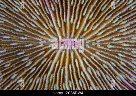 Détail d'un corail de champignons, Fungia sp., qui pousse sur un récif de corail en Indonésie. Cette partie du monde abrite une extraordinaire biodiversité marine. Banque D'Images