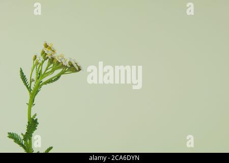 Gros plan d'une fleur sauvage connue sous le nom d'yarrow commun sur fond blanc, nom scientifique Achillea millefolium Banque D'Images
