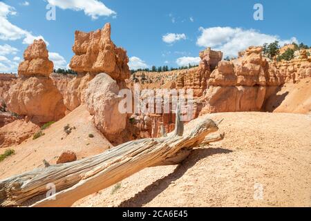 Amphithéâtre à Bryce Canyon et un arbre mort, Utah USA Banque D'Images