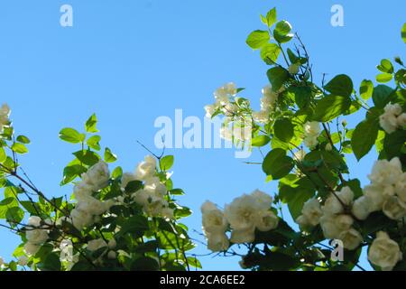 Fleurs blanches de buisson de Mock orange, philadelphus virginalis, sur un ciel bleu clair sous la lumière du soleil du soir Banque D'Images