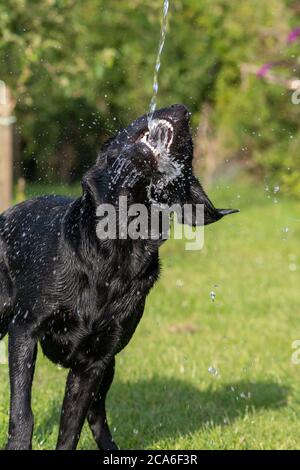 Portrait d'un jeune Labrador noir retriever qui boit à l'eau d'un jardin Banque D'Images