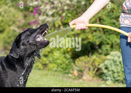 Portrait d'un Labrador noir stupide essayant de boire de l'eau à partir d'un tuyau Banque D'Images