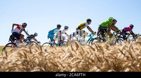 Saint-Quentin-Fallavier,France - Juillet 16, 2016 : le peloton équitation dans une plaine de blé au cours de l'étape 14 du Tour de France 2016. Banque D'Images