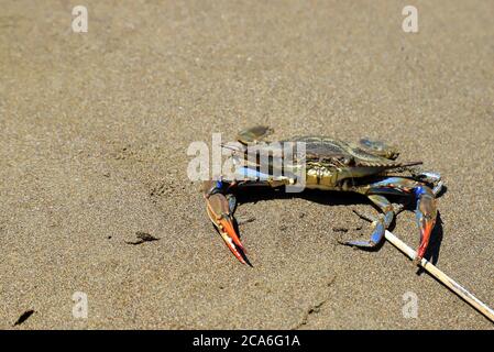 Un Grand Sapidus De Callinectes De Crabe Bleu Avec De Grandes Griffes Repose  Sur Le Sable Au Bord De La Mer. La Pêche Au Crabe Gas Image stock - Image  du pattes