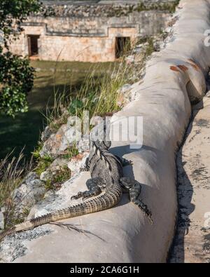 Un Iguana à queue de Spire, Ctenosaura similis, au sommet du Palais ou El Palacio dans les ruines de la ville maya de Labna font partie de la pré-Hi Banque D'Images