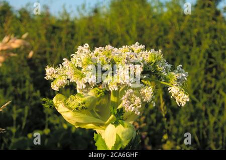 Fleurs d'un Hogweed géant, nom scientifique Heracleum mantegazzianum Banque D'Images