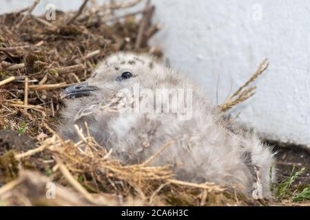 Portrait d'un bébé mouette sur un toit Banque D'Images