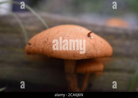 Champignons dans un jardin ombragé Banque D'Images