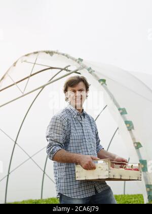 Homme travaillant comme fermier tenant des tomates en serre Banque D'Images