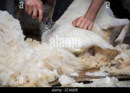 Tonte des moutons Banque D'Images