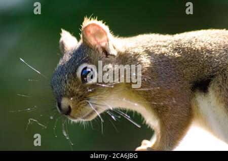 Un écureuil roux américain (Tamiasciurus hudsonicus) à Bancroft, Ontario, Canada Banque D'Images