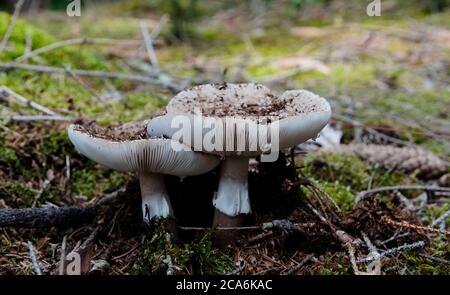 Mushroom sauvage connu sous le nom de Busher poussant dans la boden sèche de la forêt. Nom scientifique Amanita rubescens Banque D'Images