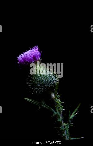 Gros plan d'un chardon à la fleur pourpre et sauvage également kwon en tant que chardon commun éclairé avec une lumière tamisée sur le dessus sur fond noir, Cirsium vulgare Banque D'Images