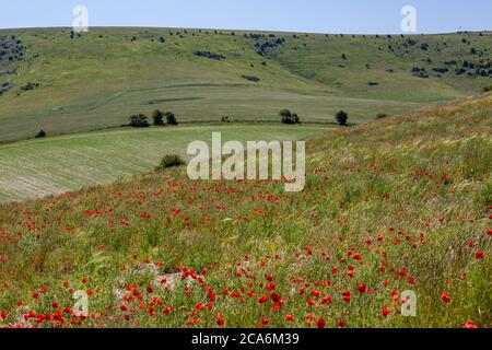 Coquelicots poussant sur une colline dans les South Downs Banque D'Images