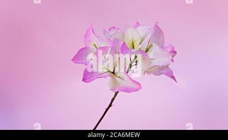 Belle fleur Bougainvillea deux couleurs, rose et blanc, isolée sur fond rose pastel Banque D'Images