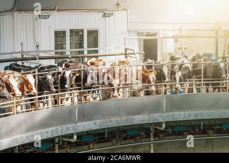 Vaches sur la machine à traire dans la ferme laitière. Production industrielle de lait et de bétail. Banque D'Images