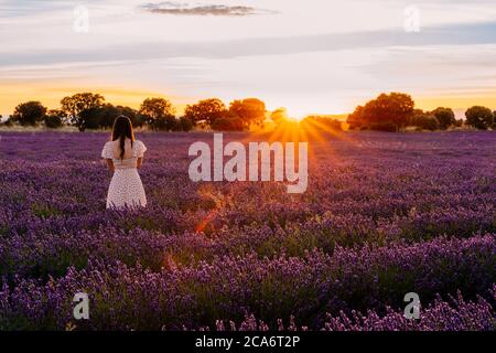 Belle femme en robe se promenant à travers un champ de lavande en fleur au coucher du soleil. Pendant les vacances d'été à Guadalajara, Espagne Banque D'Images