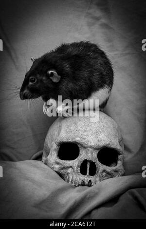 Animal de compagnie rat jouant près de vieux crâne humain décalé comme le concept de la peste Banque D'Images
