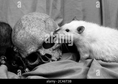 Animal de compagnie rat jouant près de vieux crâne humain décalé comme le concept de la peste Banque D'Images