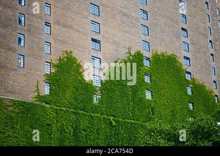 New York immeuble d'appartements en briques mur recouvert de vignes grimpantes vives Banque D'Images