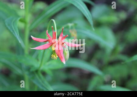 WESTERN columbine au parc national Kenai Fjords, en Alaska Banque D'Images