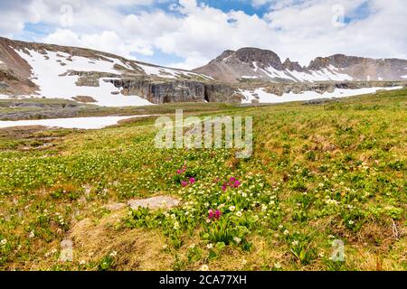 Prairie alpine avec fleurs sauvages pourpres et blanches sous des falaises enneigées et des pics de granit dans les montagnes San Juan du Colorado Banque D'Images