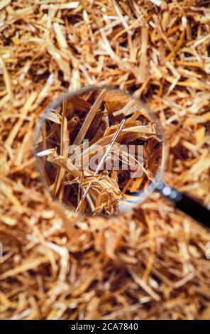 Loupe montrant l'aiguille en haystack. Banque D'Images