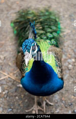 Un curieux Peafhibou indien (Pavo cristatus - une espèce de Pheasant) avec ses plumes colorées debout sur le sol à l'intérieur du zoo de Safari. Banque D'Images
