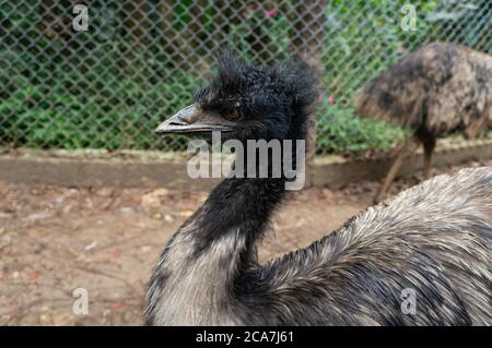 Portrait d'un émeu (Dromaius novaehollandiae - 2ème plus grand oiseau vivant en hauteur, après son parent ratite, l'autruche) à l'intérieur du zoo de Safari. Banque D'Images