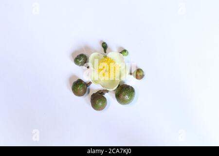 le cycle de vie des fleurs de thé est entouré de fleurs qui sont encore des bourgeons pour devenir le thé de fruit Banque D'Images