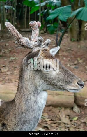 Portrait d'un cerf de Virginie (Dama dama - mammifère de ruminants appartenant à la famille des Cervidae) avec ses bois caractéristiques à l'intérieur du parc Zoo Safari. Banque D'Images