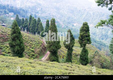 Plantations de thé à Happy Valley Tea Estate à Darjeeling, Bengale-Occidental, Inde. Les thés Darjeeling sont considérés comme l'un des meilleurs au monde. Banque D'Images