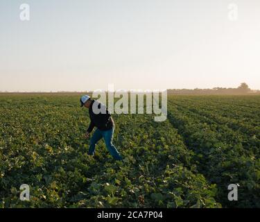 Un fermier dans un champ de cantaloup autour du lever du soleil Banque D'Images