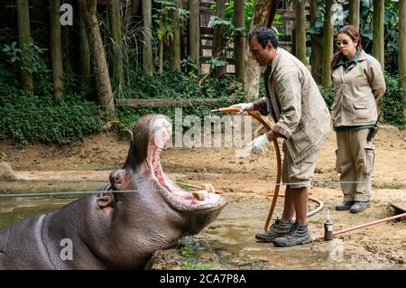 SAO PAULO - BRÉSIL / SEP 2, 2015 : un hippopotame (Hippopotamus amphibius - grand mammifère semi-aquatique, principalement herbivore) recevant un traitement médical Banque D'Images