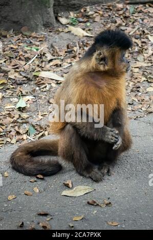 Un capucin à rayures noires (Sapajus libidinosus - un singe capucin d'Amérique du Sud) assis au sol pour observer les choses dans le parc Zoo Safari. Banque D'Images