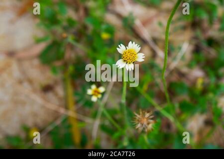 une vue de dessus de fleur d'herbe isolée dans le jardin Banque D'Images