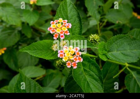 une lantana fleurit dans le rose et le jaune, isolée sur une plante verte dans le jardin Banque D'Images