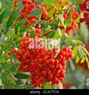 Sorbus aucuparia ashberry rowan Tree Mountain ash S. sorb service arbuste, fruits mûrs rouges, feuilles, lumineux vertical ensoleillé feuille de rowanberry macro gros plan Banque D'Images