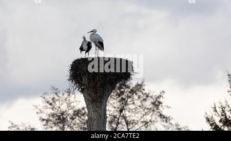 deux cigognes blanches dans un nid lors d'une journée d'automne nuageux avec des arbres en arrière-plan Banque D'Images