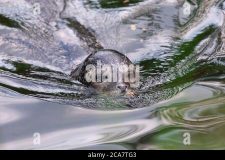 le phoque se dirige sur l'eau dans de l'eau bleu-vert et se déforme directement vers l'appareil photo, jour nuageux Banque D'Images