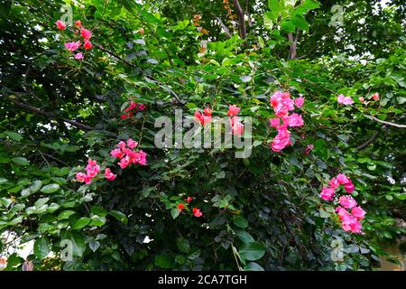 une bougainvillea fleurs rouges plante isolée dans le jardin Banque D'Images