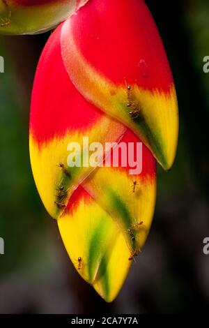 Fourmis sur le Faux oiseau de paradis (Heliconia rostrata) se nourrissant du nectar. Juin 2010. Parc aux papillons de Kuala Lumpur. Kuala Lumpur. Malaisie. Banque D'Images