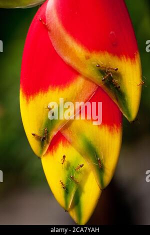 Fourmis sur le Faux oiseau de paradis (Heliconia rostrata) se nourrissant du nectar. Juin 2010. Parc aux papillons de Kuala Lumpur. Kuala Lumpur. Malaisie. Banque D'Images