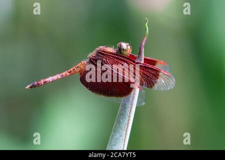 Dragonfly rouge (Neurothemis fluctuans). Homme au repos. Juin 2010. Parc aux papillons de Kuala Lumpur. Kuala Lumpur. Malaisie. Banque D'Images