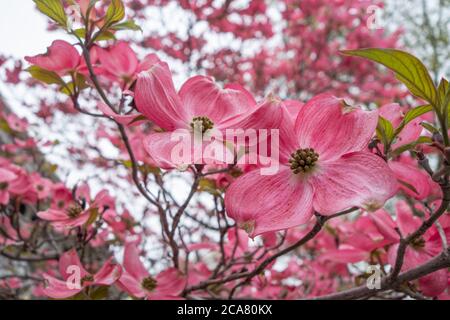 Pink Tree Dogwood Blossoms gros plan dans un parc public Banque D'Images